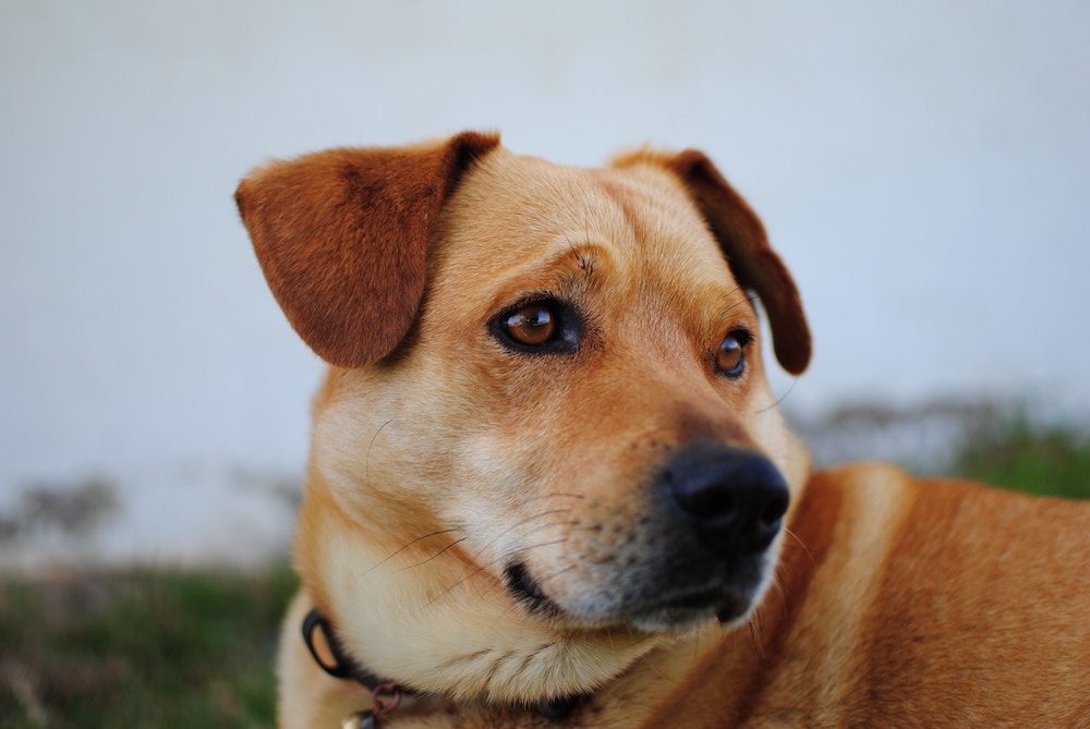 pet-food-health-considerations