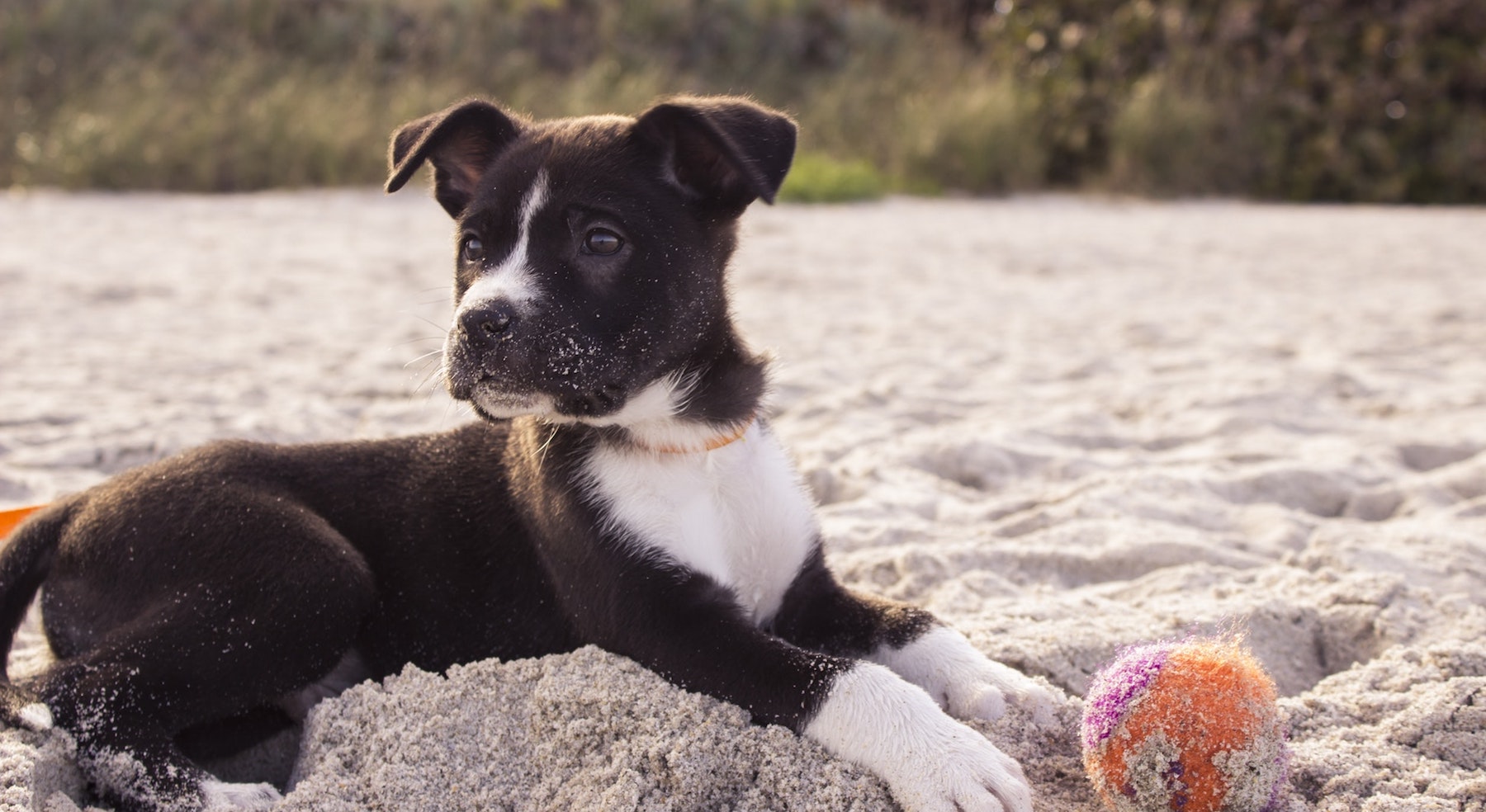 healthy-dog