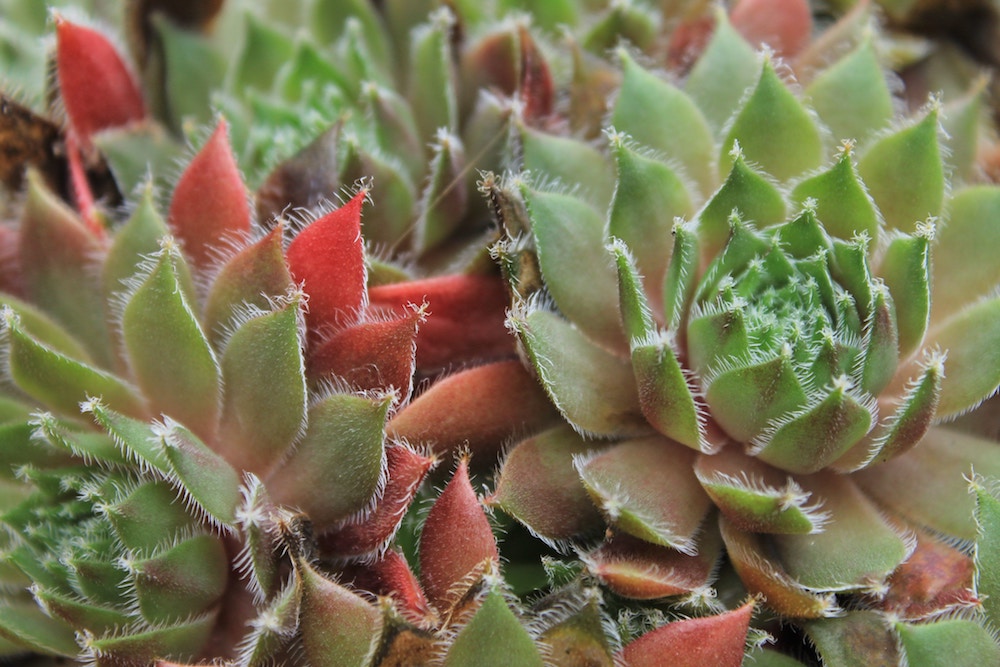 plant