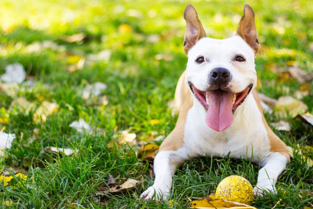 A smiling pitbull mix dog lays on the grass with a yellow tennis ball on a sunny day.