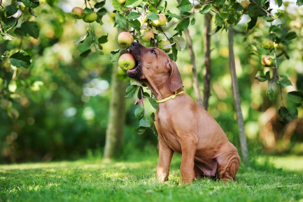 A happy puppy taking a bite from an apple hanging from a tree in a lush garden on a sunny day.