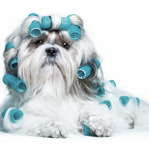 A small dog with long white and grey hair with hair rollers in its fur is getting groomed on a white background.