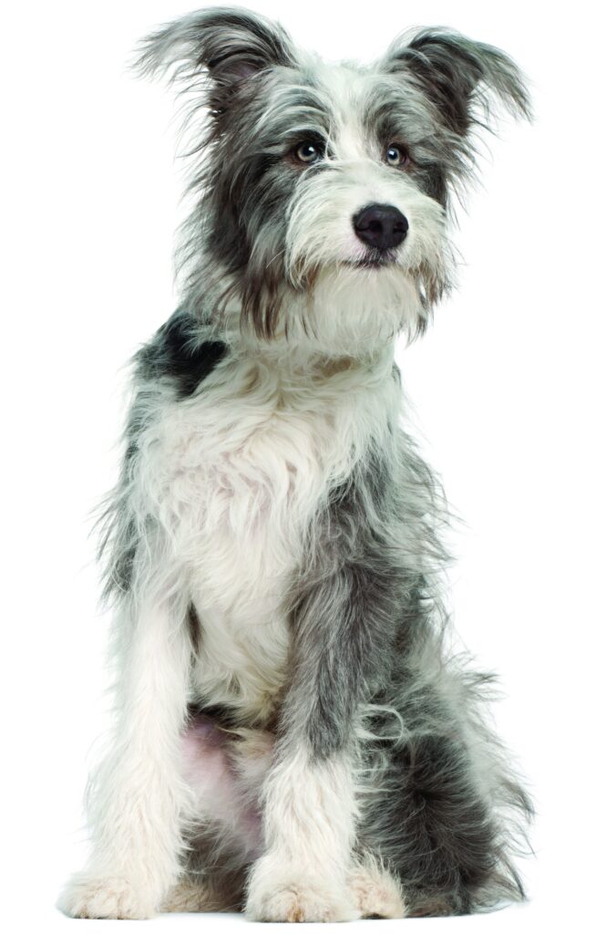 Mixed-breed dog, 7 months old, sitting in front of white background