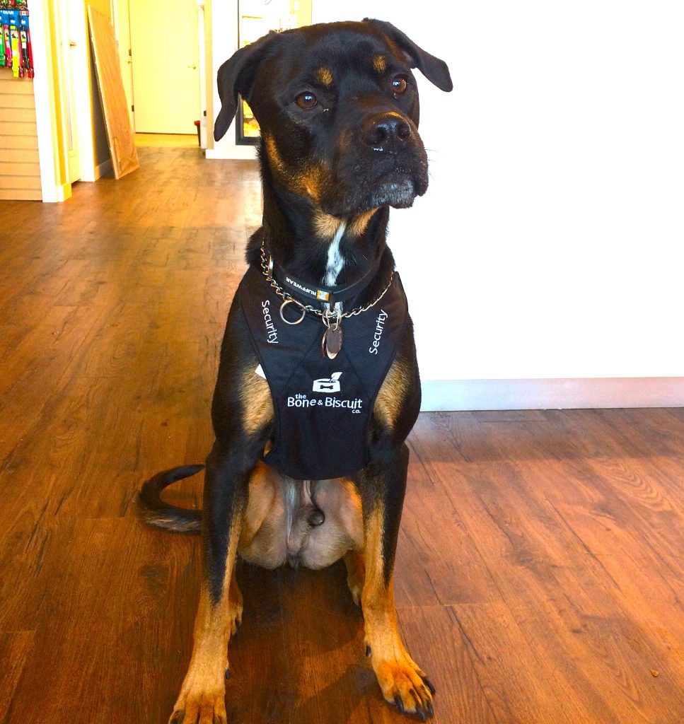 Asher, a Pitbull/Rottweiler mix