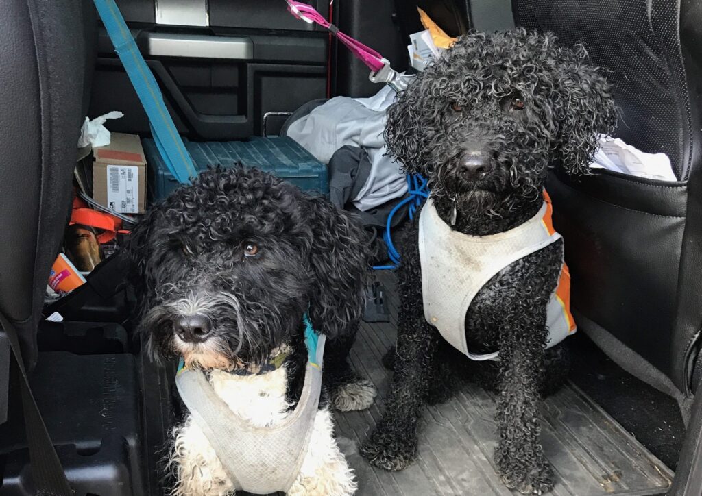 portuguese-water-dogs