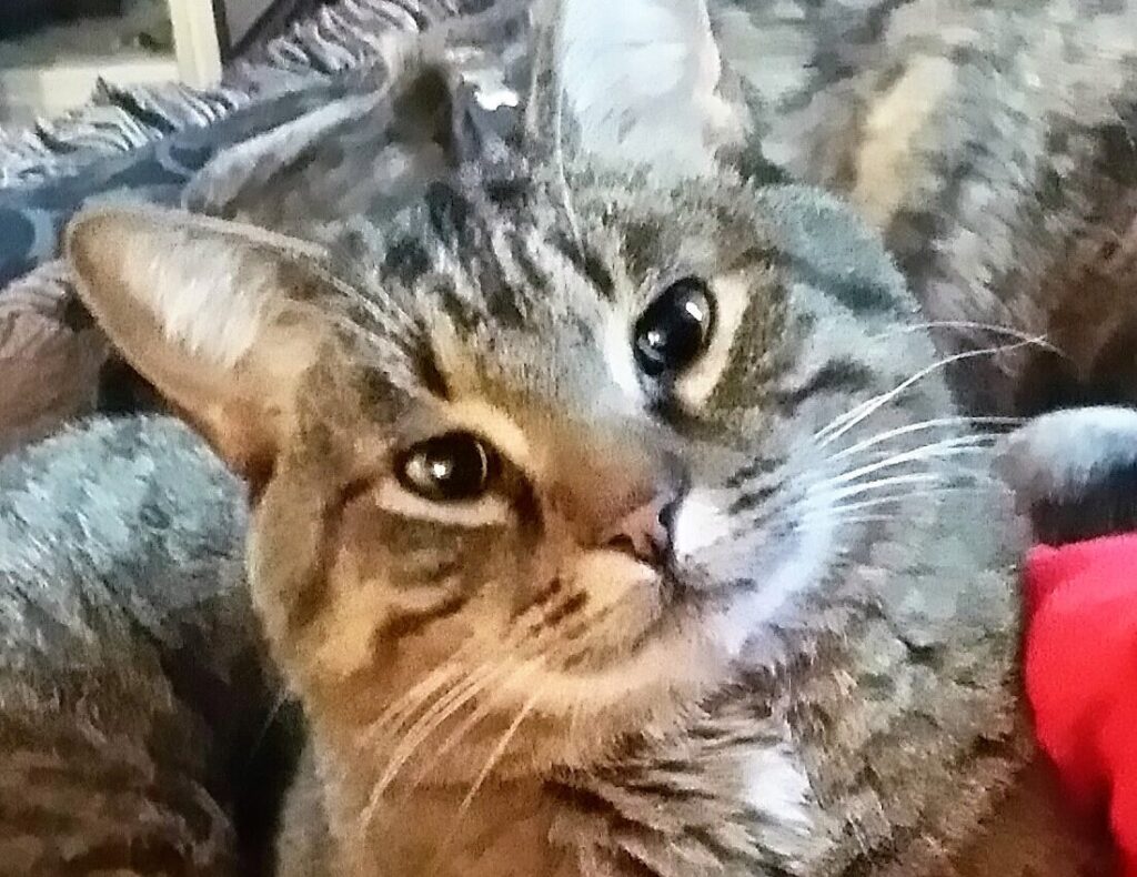 Tiggs-cat