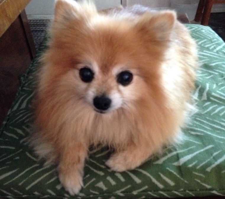 juice-the-pomeranian