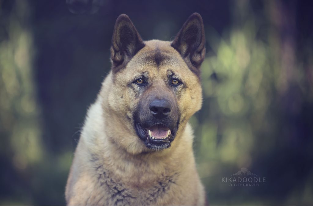 4 year old Ottis the dog