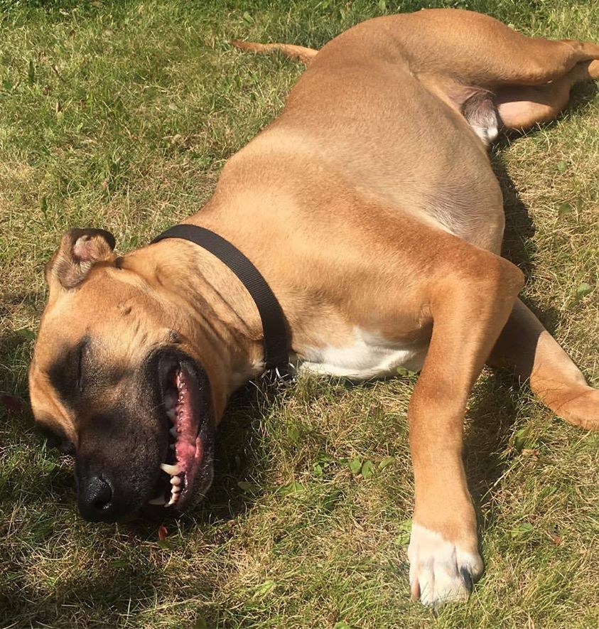 Jax-Shepherd-Mastiff