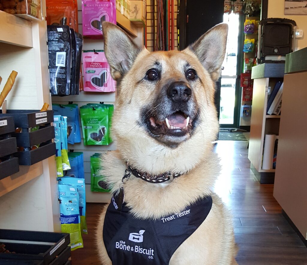 Norwegian Elkhound - TJ