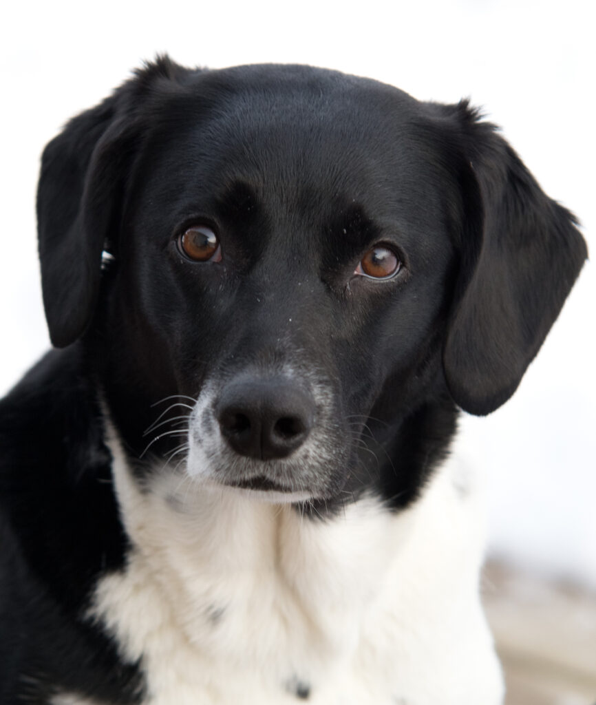 border-collie-echo