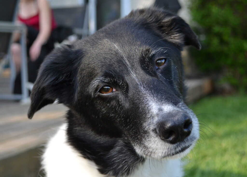 border-collie-mix-bender