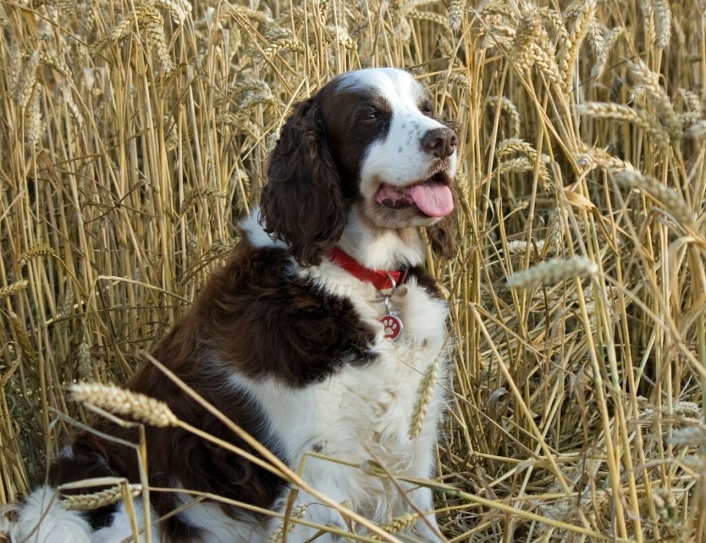 dog-in-grain-feild