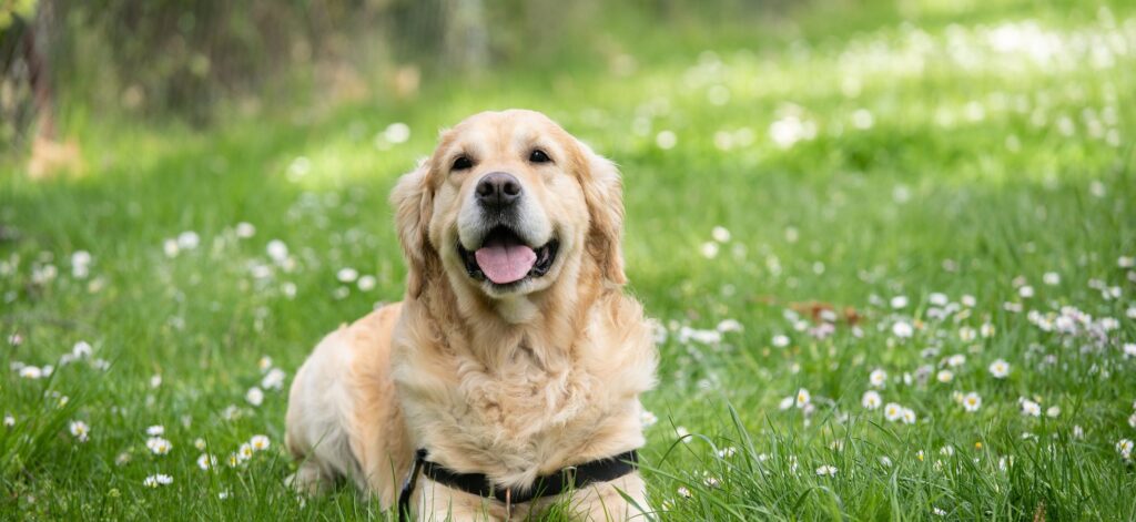 dog-grass-feild