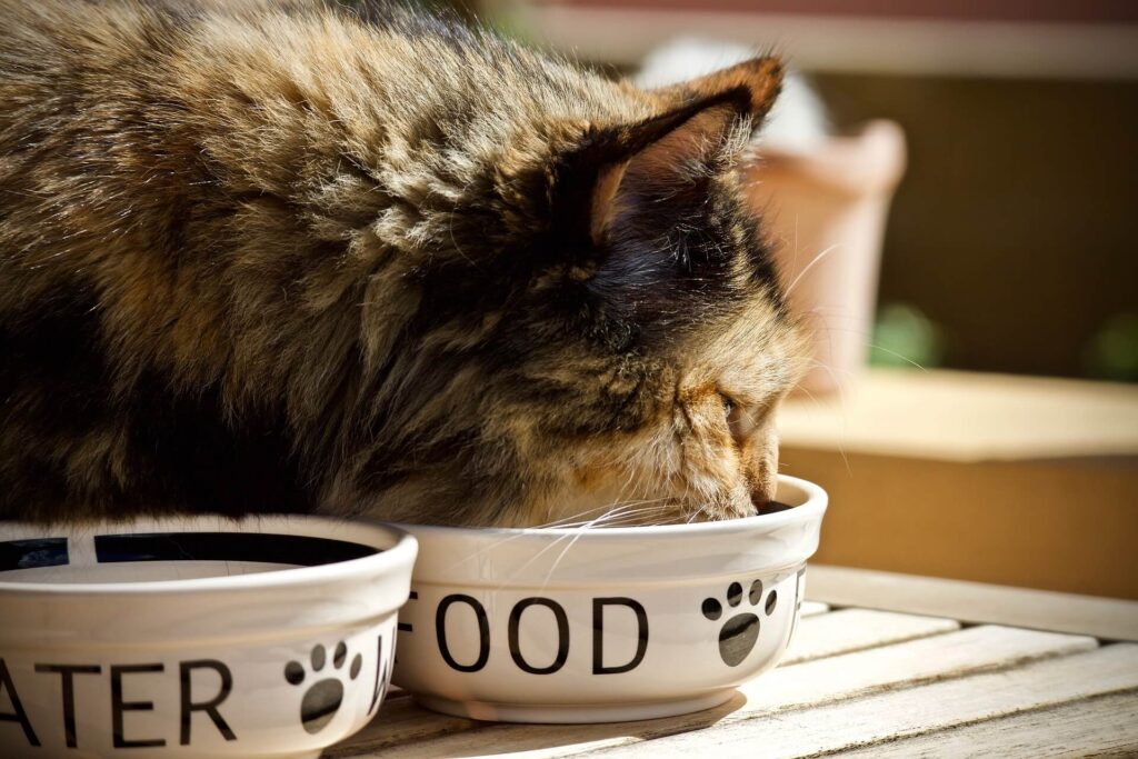 A fluffy calico cat eats from a white bowl labelled "food" on a sunny day, enjoying cat food from Bone & Biscuit.