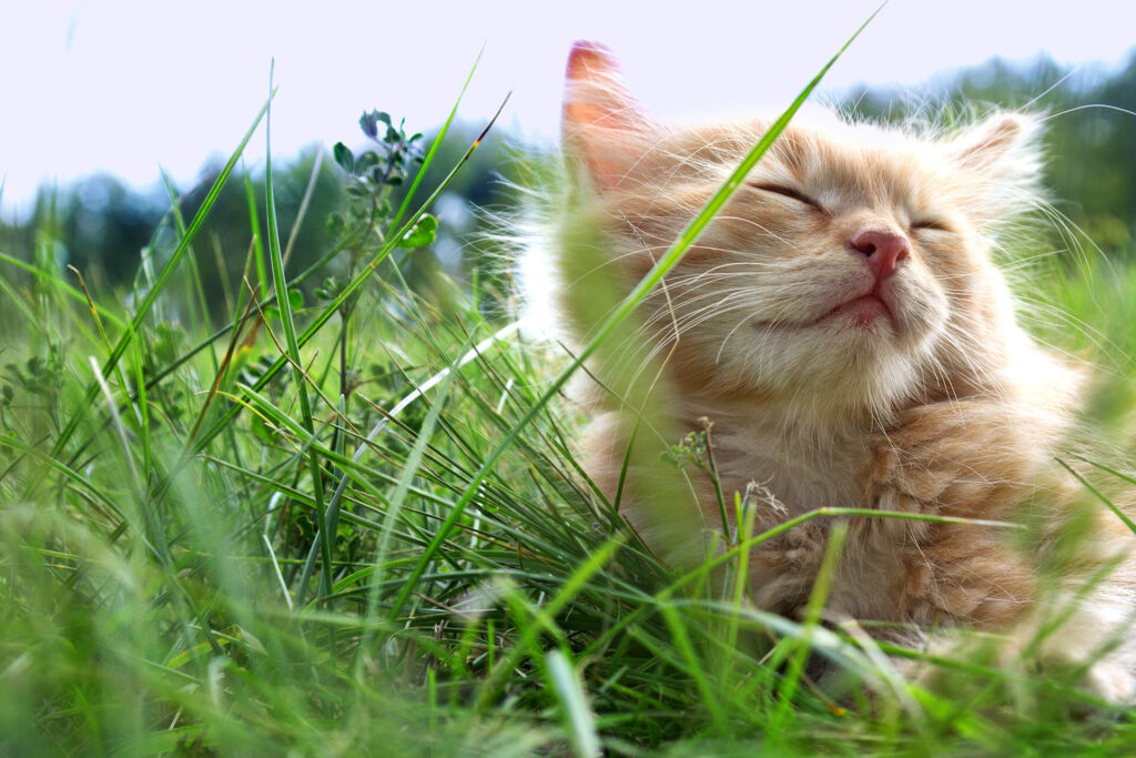 An orange kitten with its eyes happily closed lays in bright green grass on a sunny day.