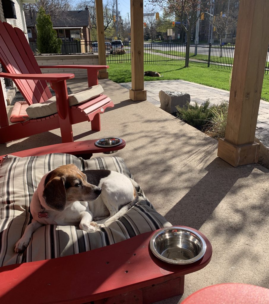 Sophie the Beagle