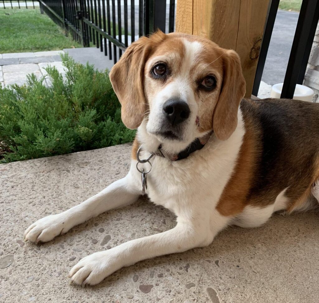 Molly the Beagle