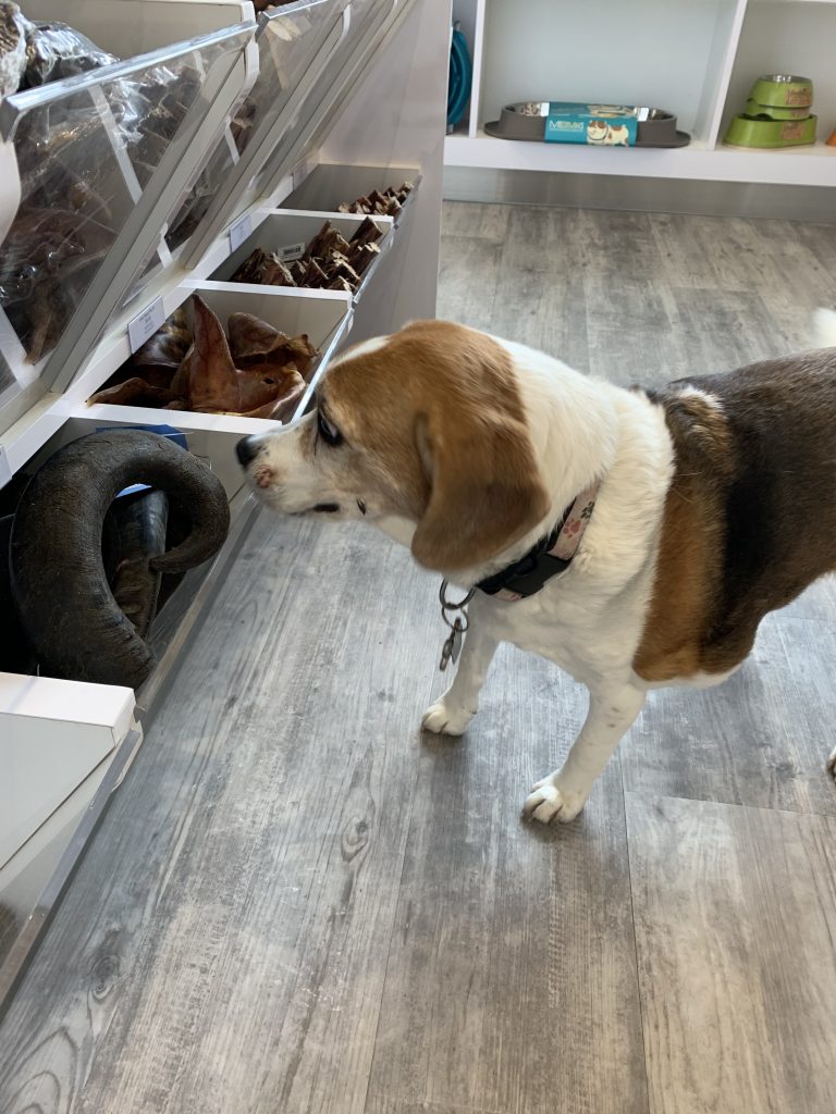 Beagle looking at treats at the Bone & Biscuit Burlington North