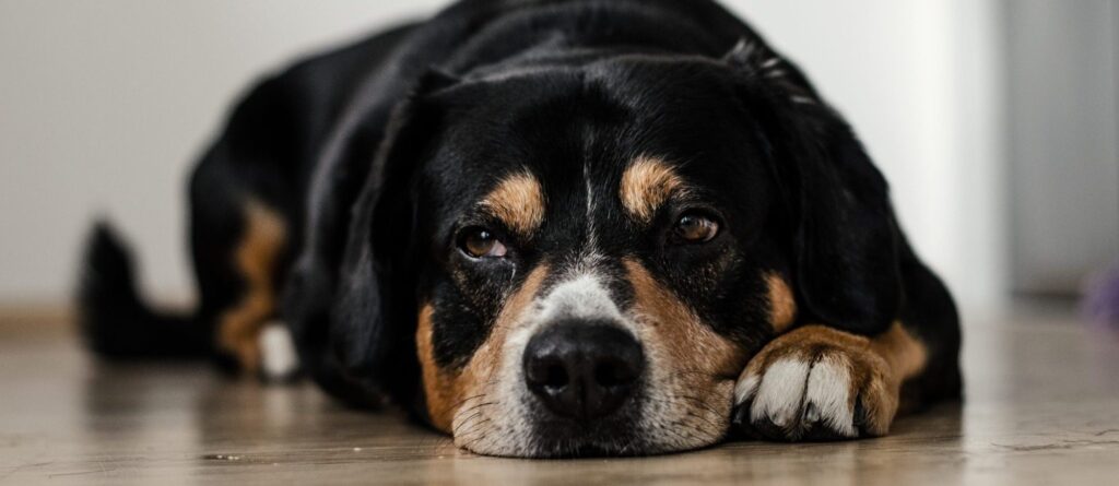 dog lying down on the floor