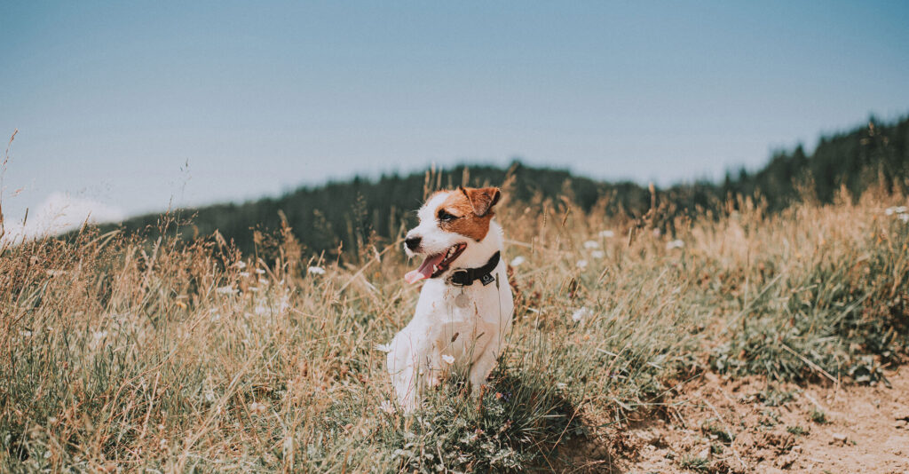 terrier dog sitting outside amongst dry brush on a summer day