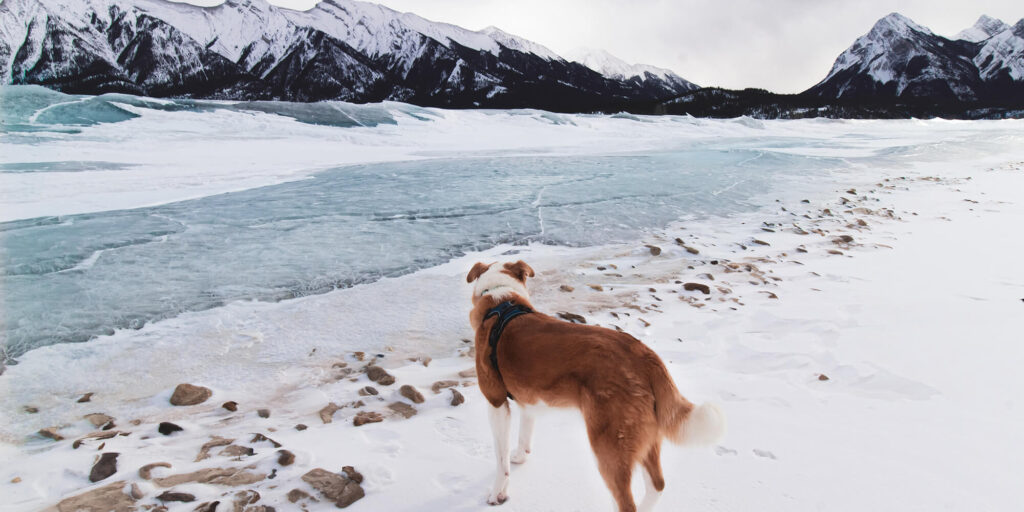 copper-coloured dog overlooking a frozen creek with mountains in the background