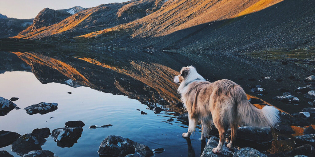 australian shepherd standing on a creek at sunrise