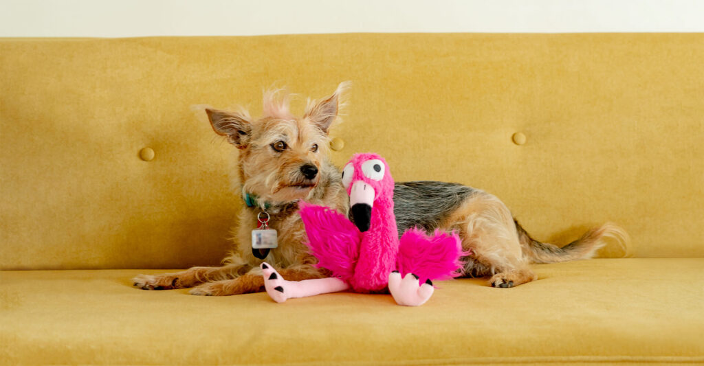 Small brown dog with dark brown patches and Huxley & Kent hot pink bowtie