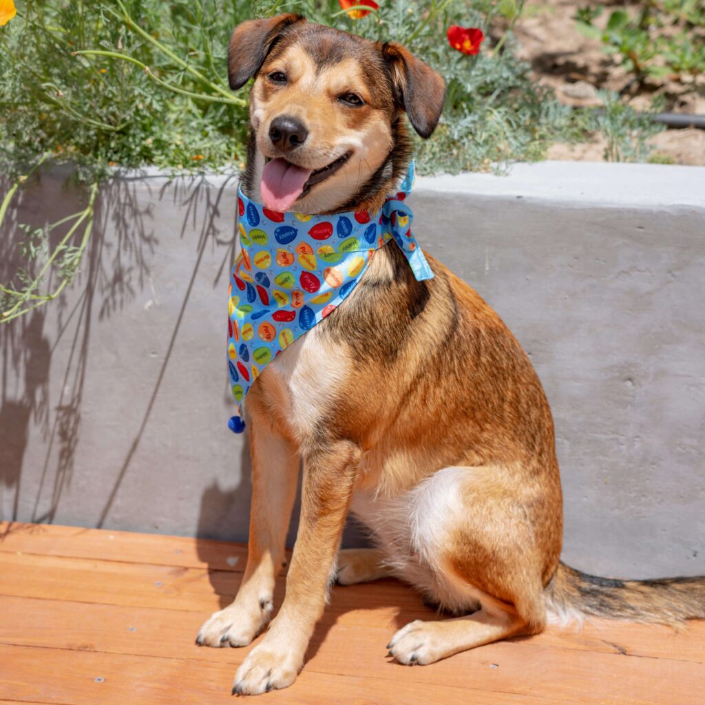 Short-haired brown dog wearing a Huxley & Kent bandana in blue and red colours