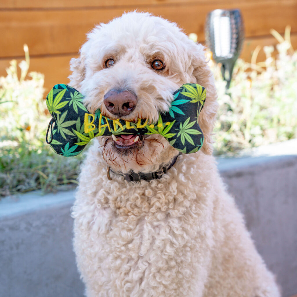 White dog holds a Huxley & Kent dog toy in its mouth 