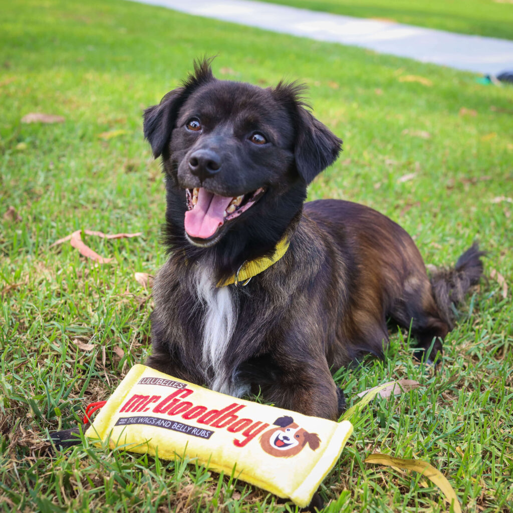 black dog sitting on grass with a Mr. Goodboy Huxley & Kent dog toy