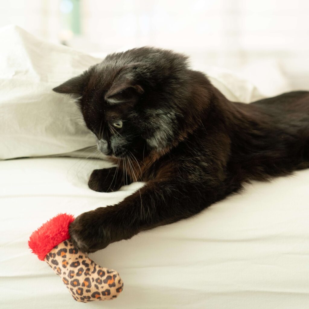 Black cat on white couch holds a Huxley & Kent leopard print cat toy in its paw