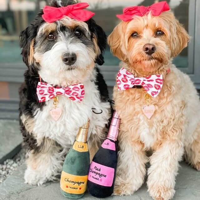 Two dogs sit wearing pink Huxley & Kent bows on their heads, with pink bowties on and dog toys shaped like bottles of champagne at their feet
