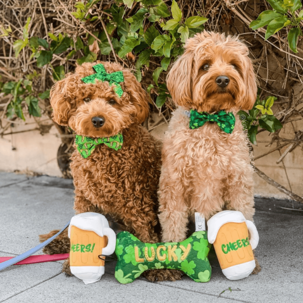 Two brown, curly-haired dogs sit with green Huxley & Kent toys and accessories