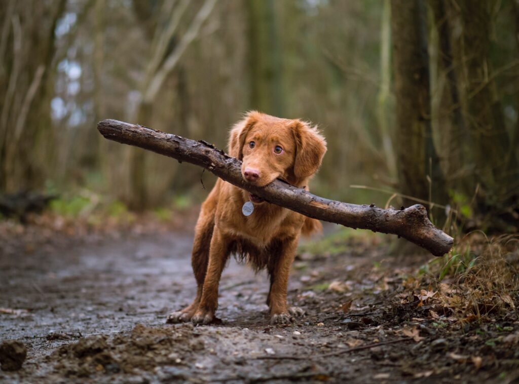 Copper-coloured puppy on a trail with a large tree branch in his mouth
