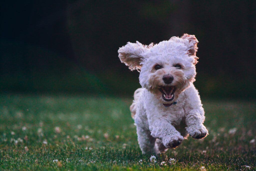 Small, white dog runs towards camera on green grass with smile on his face