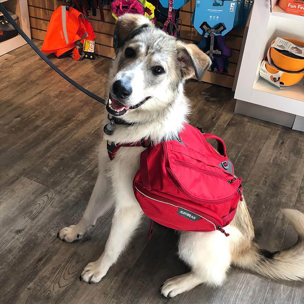 A cute mixed breed dog with white and brown and grey fur, smiling as he sits with a red dog backpack on his pack in the Bone & Biscuit Willoughby store in Langley.