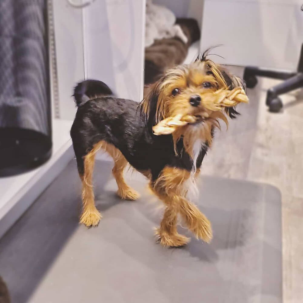 A cute yorkie dog with dark brown body and blonde coloured face and feet poses with one leg up as she holds a treat in her mouth at the Bone & Biscuit Willoughby Store in Langley, standing on a grey matt.