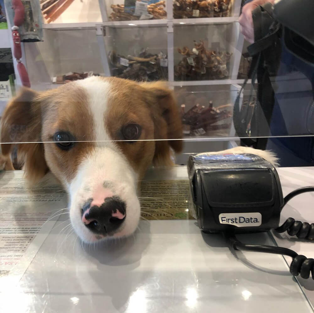 A cute, shepherd-like dog with a brown and white face and pink and black nose rests his chin on the counter of a the Bone & Biscuit Willoughby store in Langley.