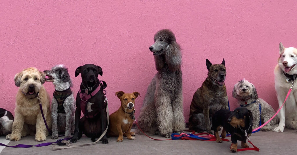 A line up of all sorts of different breeds of dogs against a bright pink wall used for the the Bone & Biscuit blog store.