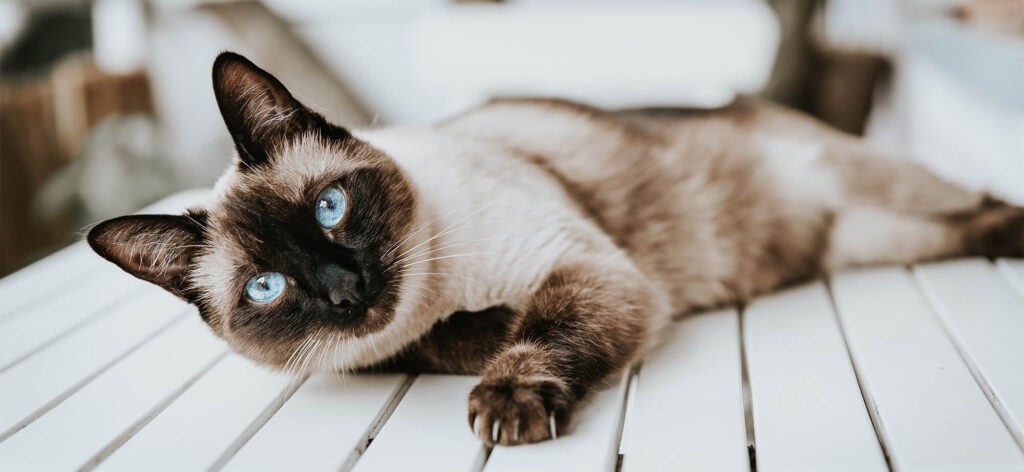 A close up of a beautiful siamese cat with bright blue eyes, dark brown face, ears, tail and paws, and a beige coloured body, laying on top of a white picnic table, used for a Bone & Biscuit post