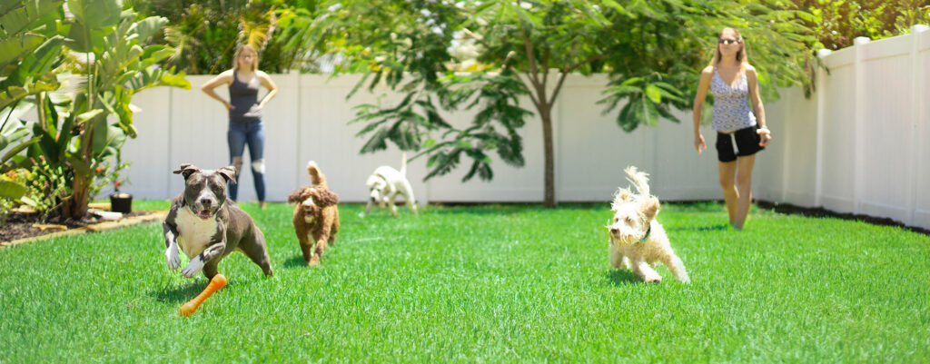 Two women playing with a group of four dogs in a fenced in yard, with bright green grass and a white fence, and the dogs are chasing after an orange bone they got from Bone & Biscuit.