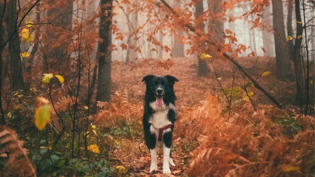 A black and white border collie stands in the middle of an orange autumnal forest while on a walk, a perfect activity to prepare your dog for a dog-friendly Halloween this fall.
