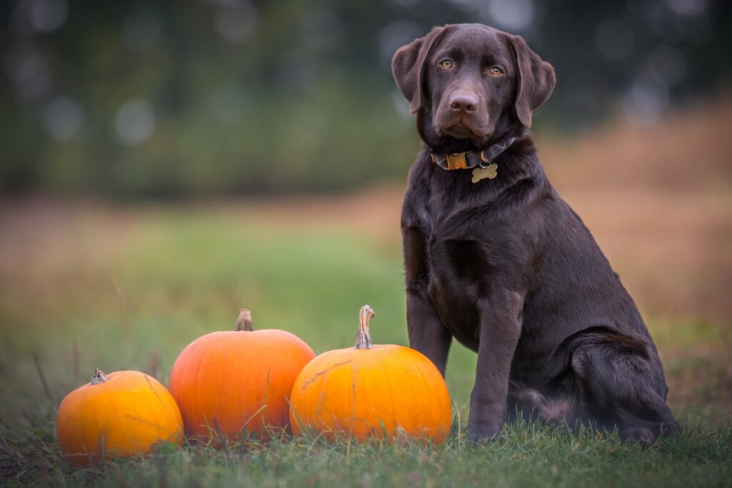 A brown lab sits beside three orange pumpkins during a dog-friendly Halloween activity in a grassy field.