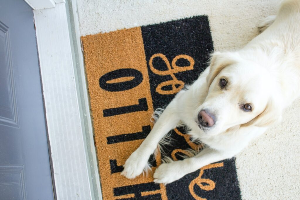 A light-coloured golden retriever lays down on top of a welcome mat near the front door and looking up.