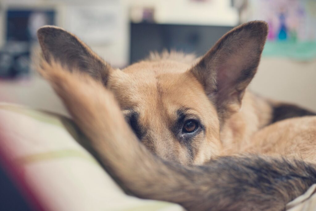 A close up of a German shepherd dog curled up on a cushion.