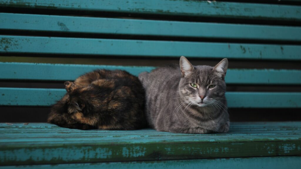 Two cats lie on a teal coloured wooden bench, with the brown tortoiseshell one curled up and sleeping next to a grey tabby that is looking up.