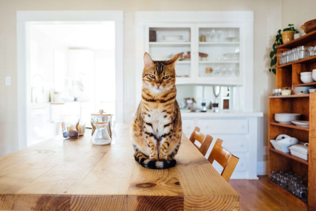 A cat sits on top of a wooden table in a white-painted dining room with bright sunlight.