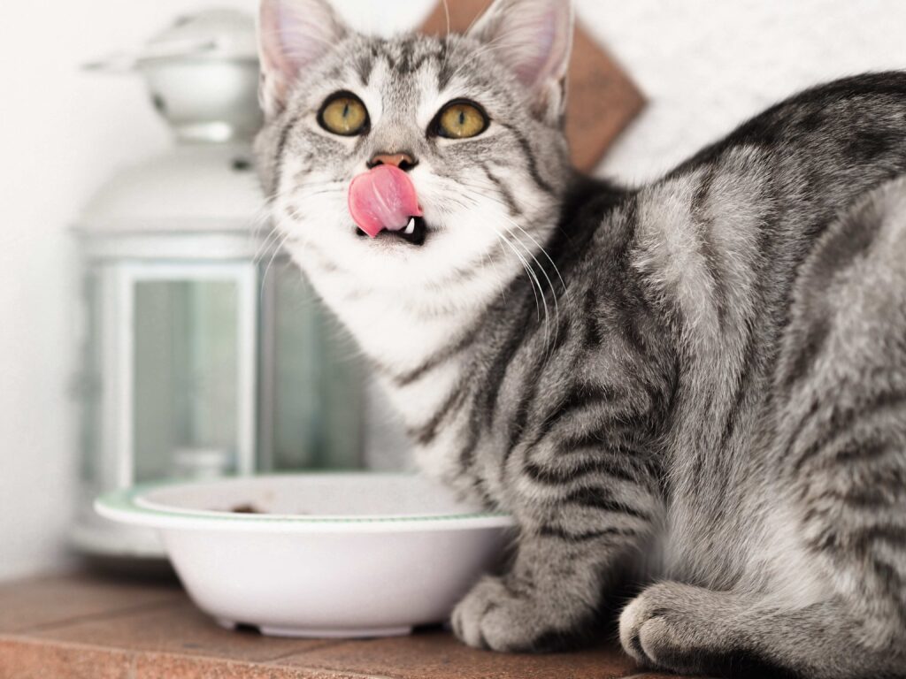 A grey tabby licks it's mouth after eating a delicious meal from a white bowl, standing in front of a glass lamp in a brightly lit room.