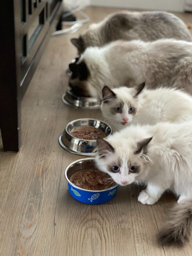 A group of white cats with grey accents enjoy a raw cat food diet together in a grey kitchen.